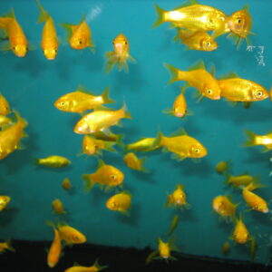 Золотая рыбка Комета лимонная (золотая)