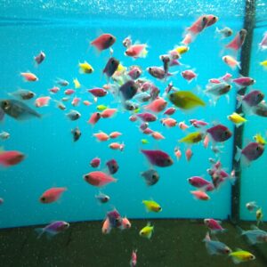 Тернеция GloFish