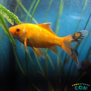 Золотая рыбка Комета красная