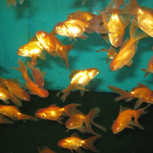 Золотая рыбка — Оранда шоколадная