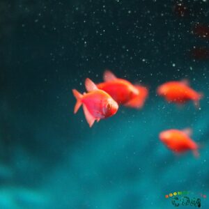 Тернеция GloFish «Красный рубин»
