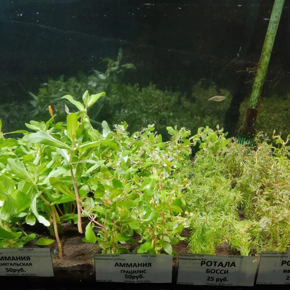 Поступление новых аквариумных растений